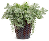 Helichrysum petiolare Proven Accents® 'White Licorice' combination