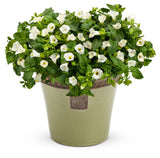 Torenia  'Catalina® White Linen' in decorative pot