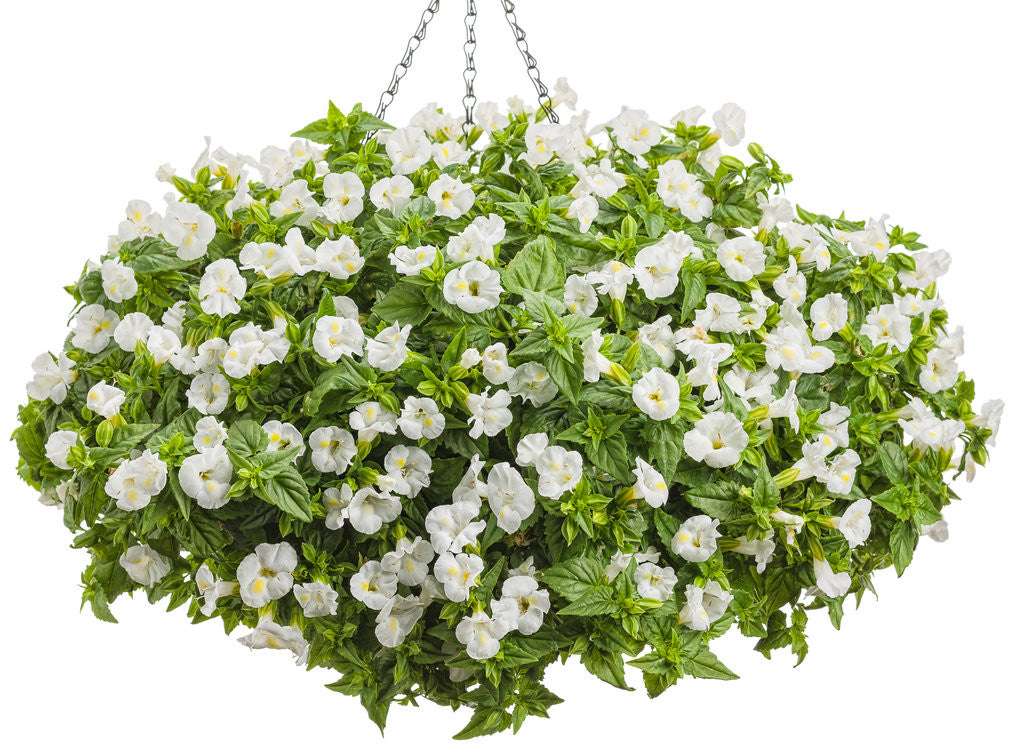 Torenia  'Catalina® White Linen' in hanging basket