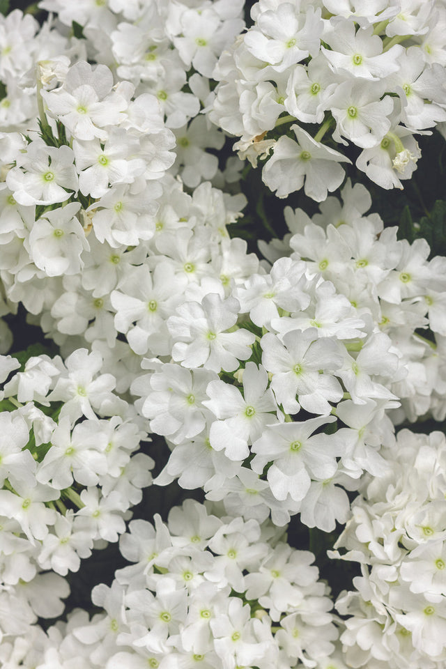 Verbena hybrid 'Superbena® Whiteout'