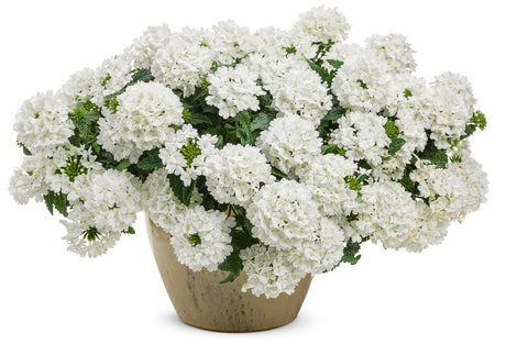 Verbena hybrid 'Superbena® Whiteout' in decorative pot