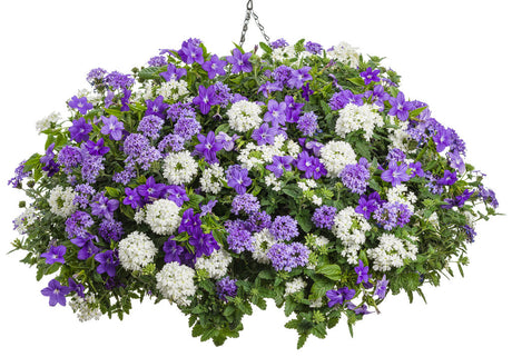 Verbena hybrid 'Superbena® Whiteout' combination