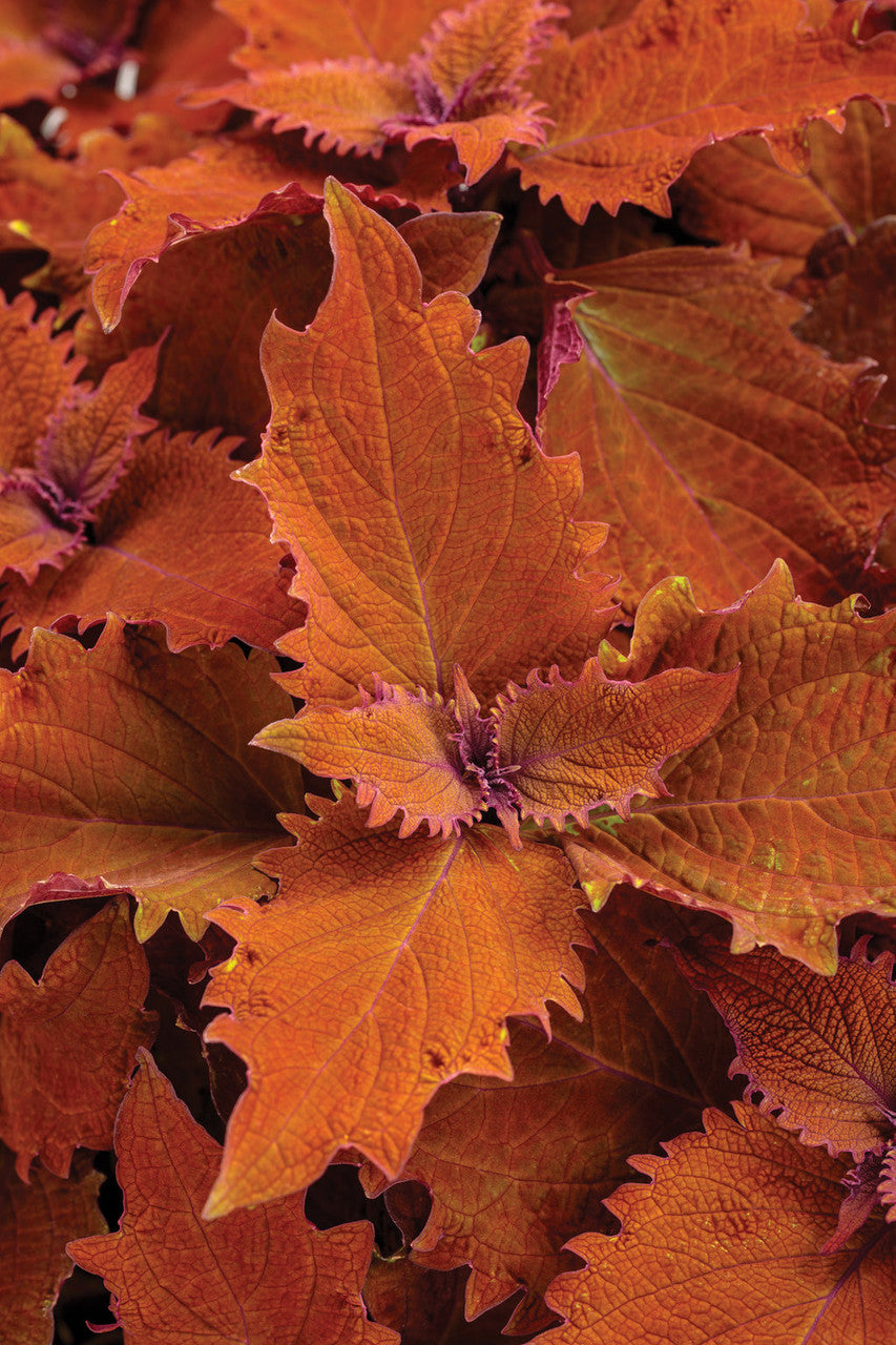 Coleus scutellariodes 'Colorblaze® Wicked Hot®' close up