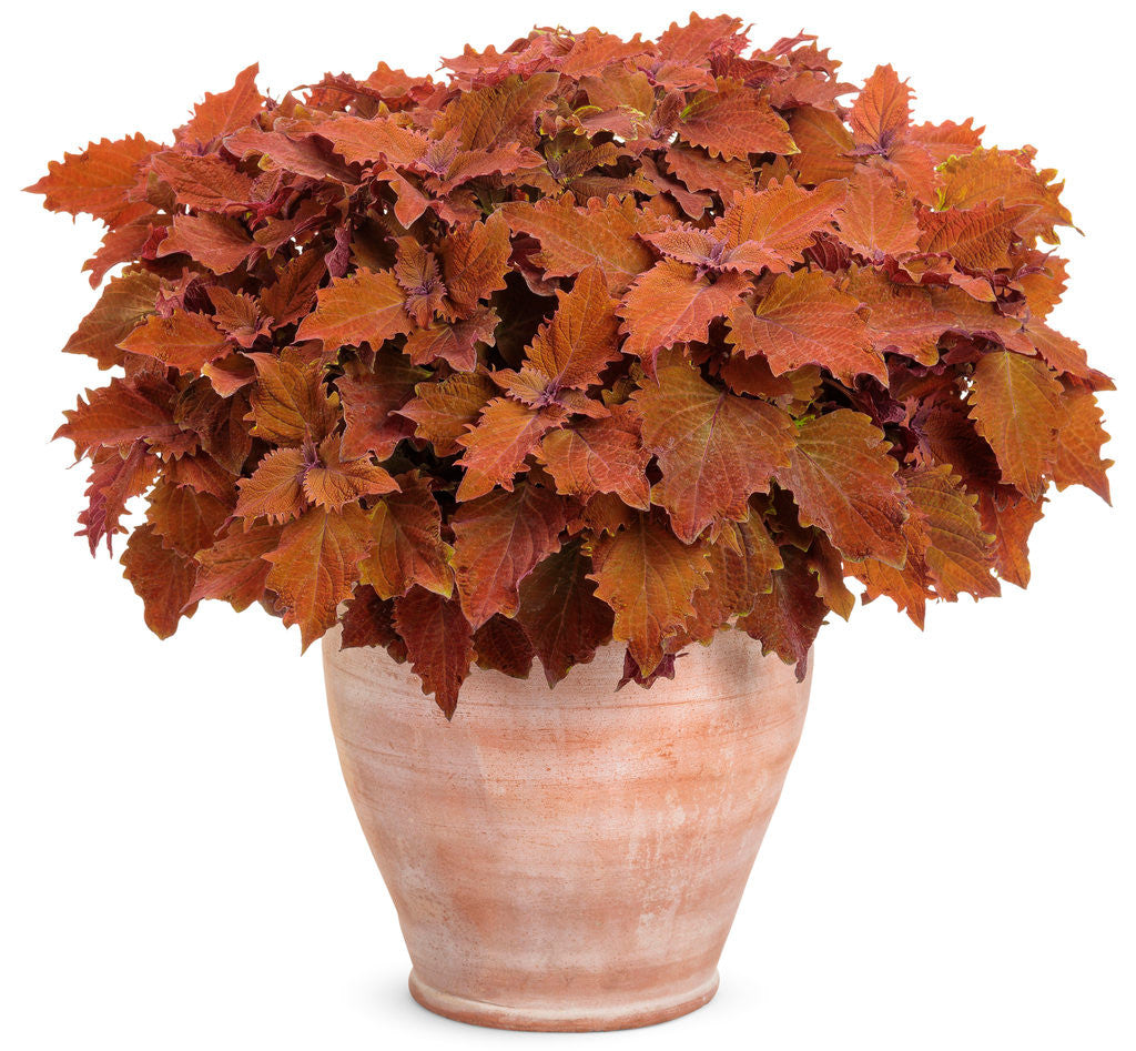 Coleus scutellariodes 'Colorblaze® Wicked Hot®' in decorative pot