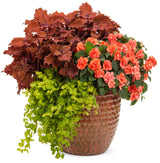 Coleus scutellariodes 'Colorblaze® Wicked Hot®' combination