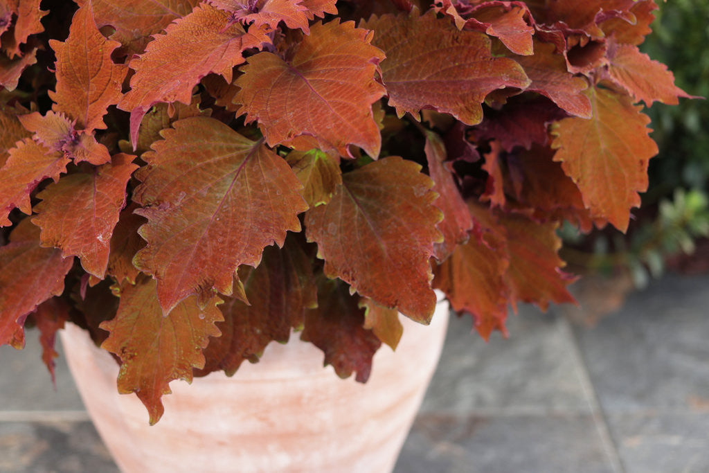 Coleus scutellariodes 'Colorblaze® Wicked Hot®'