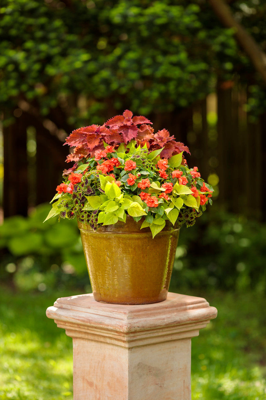 Coleus scutellariodes 'Colorblaze® Wicked Hot®' combination