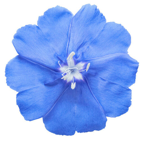 Evolvulus hybrid 'Blue My Mind® XL' flower