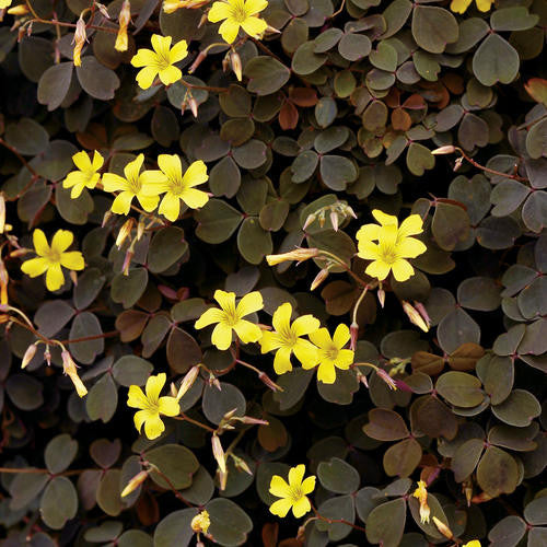 Oxalis vulcanicola 'Zinfandel™'